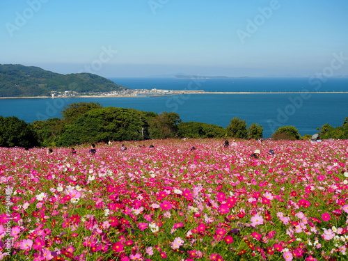 能古島　コスモス
