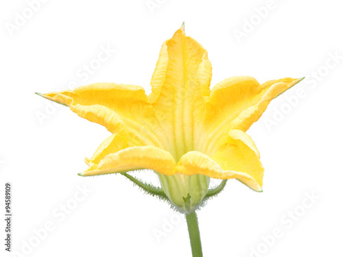 Yellow pumpkin flower on white background.