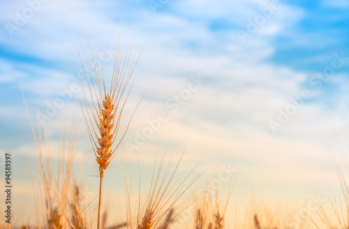 Ripe gold wheat