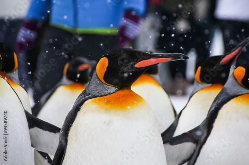 King Penguin, Hokkaido, Japan photo