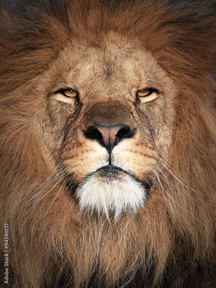 Fototapeta premium Lion (Panthera leo)