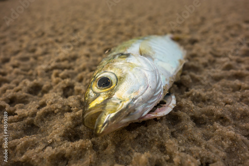 Fish dead on the beach by pollution