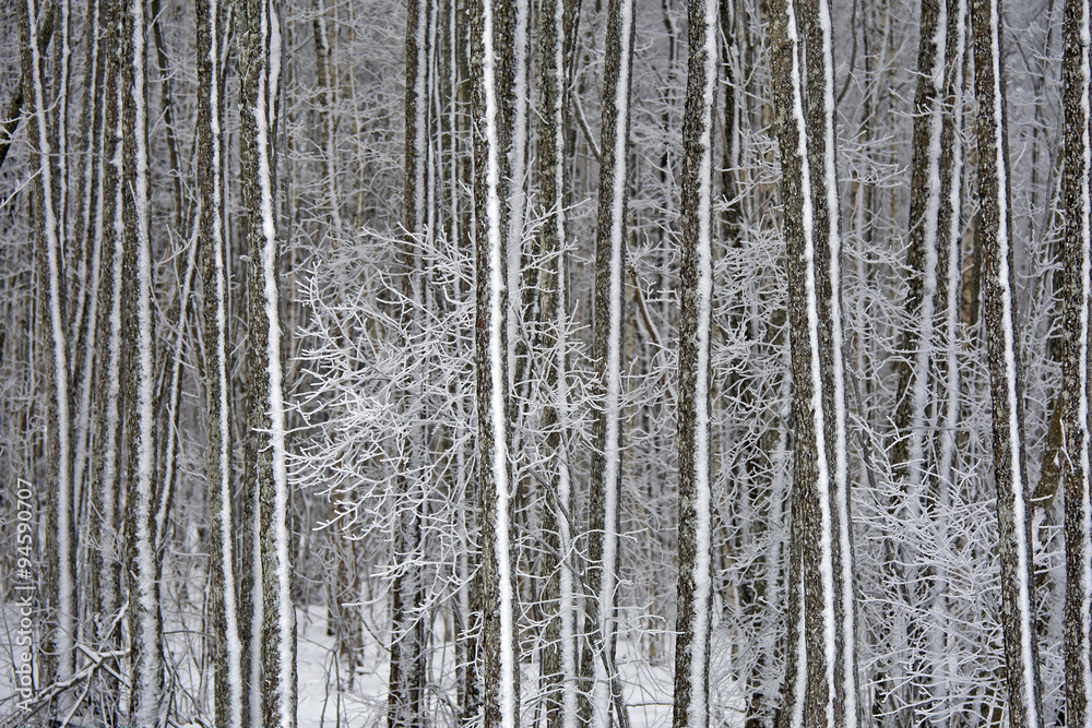 Fototapeta premium Winter in forest.