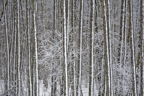 Winter in forest.