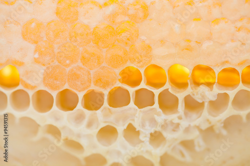 Honeycomb macro view. Unfinished golden honey combs. 