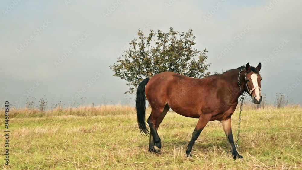 Horse at the green grass meadow Horse at the green grass meadow