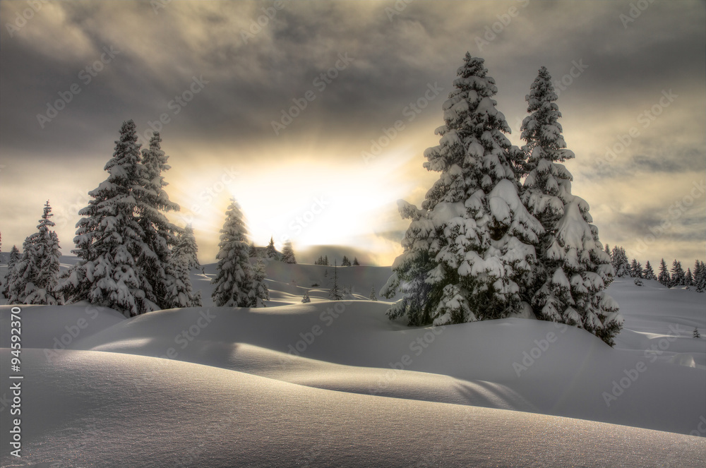Beautiful fresh powder landscape with pine trees in Les Portes du Soleil in the European Alps. 