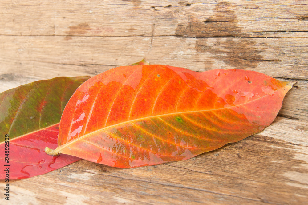 Background autumn orange leaves on wood. Background autumn orange leaves on wood.