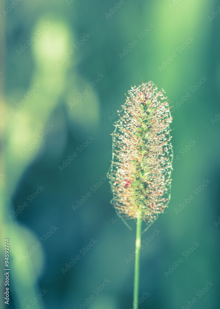Grass Flower with dew in the early morning Grass Flower with dew in the early morning