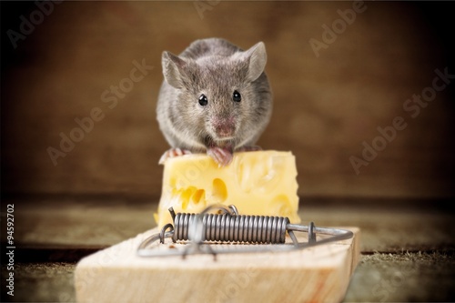 Photos Mousetrap.