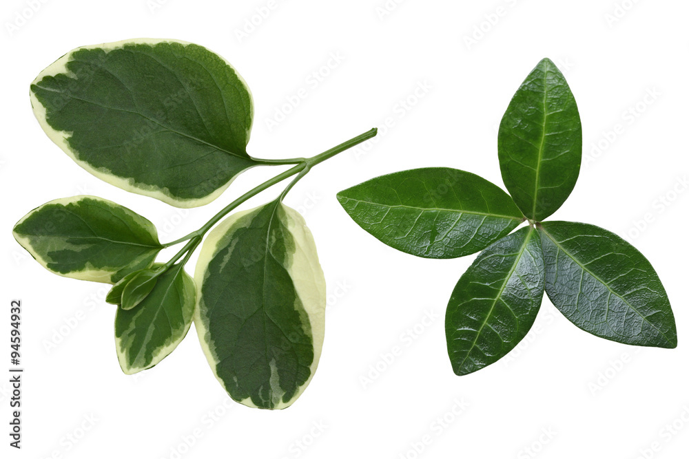 Vinca Leaf Vinca Leaf