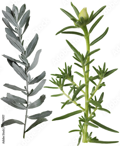 Silver Sage and Portulaca grandiflora Leaf