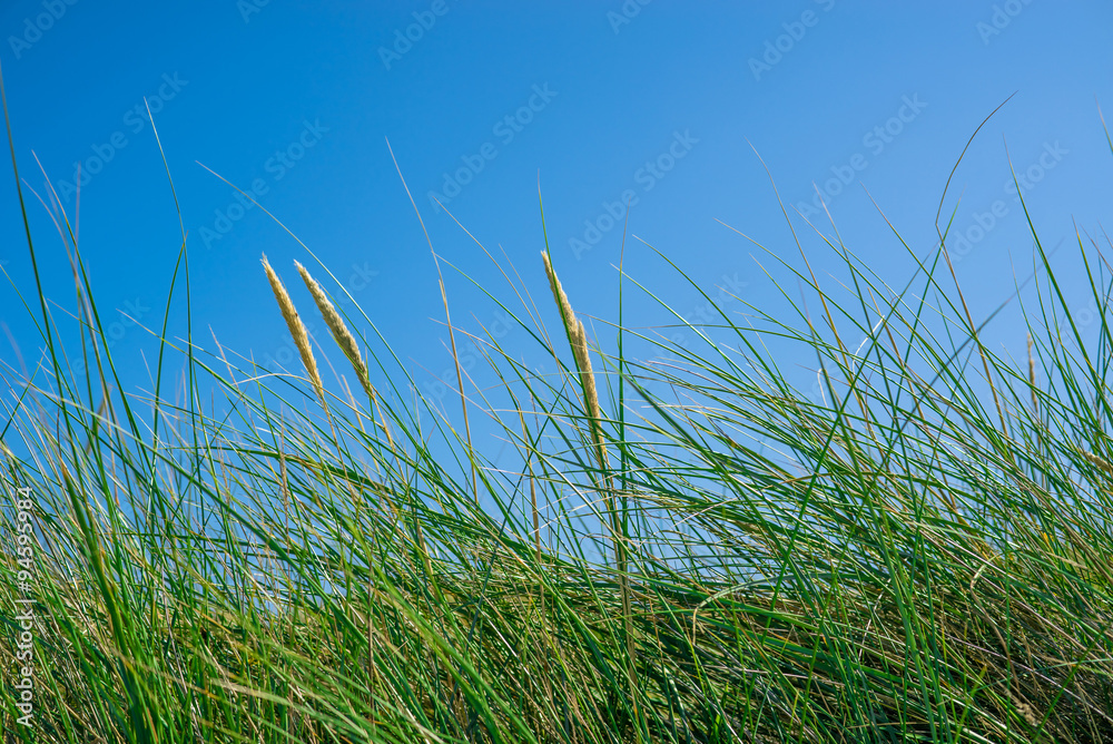 Tall green grass on a blue sky