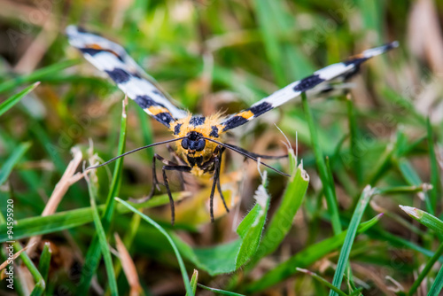 Abraxas grossulariata butterfly flying over grass photo