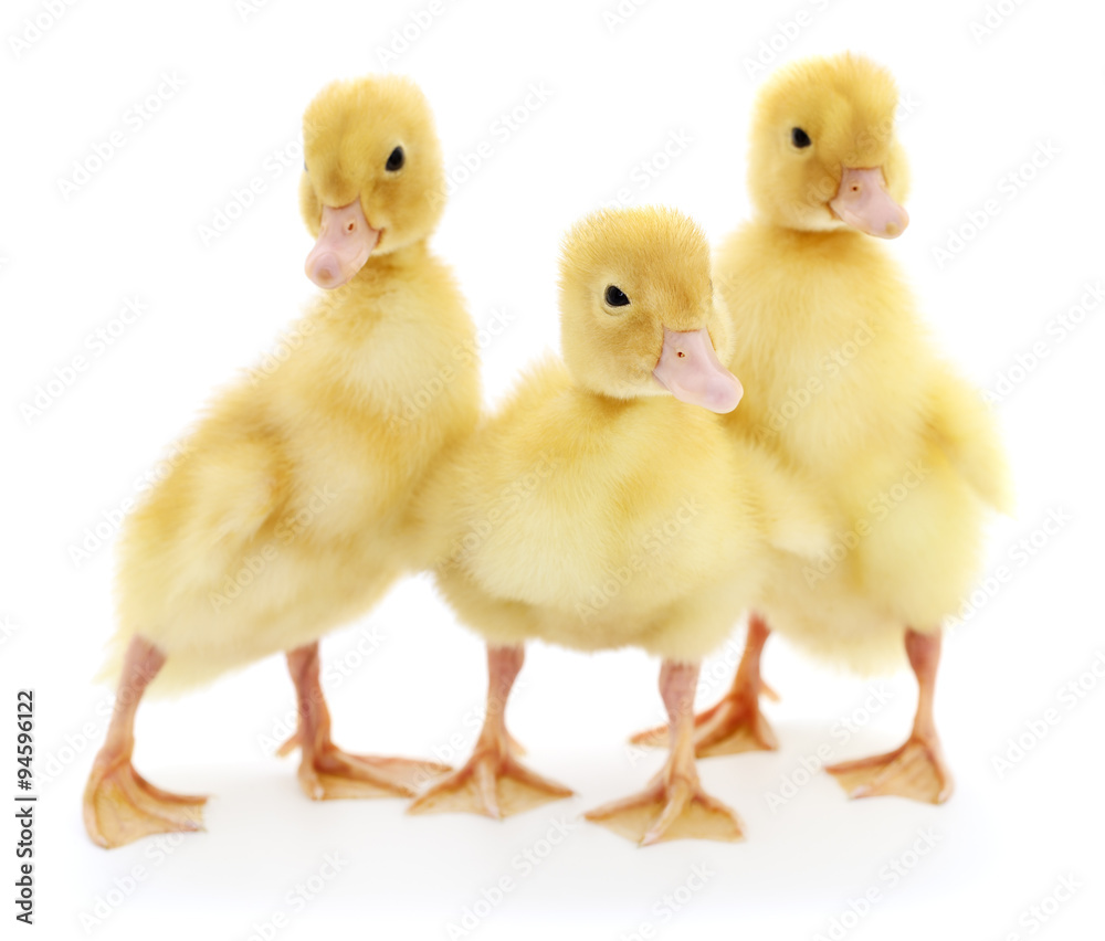 Three ducklings.