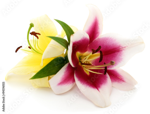 Fototapeta Naklejka Na Ścianę i Meble -  Two lilies.