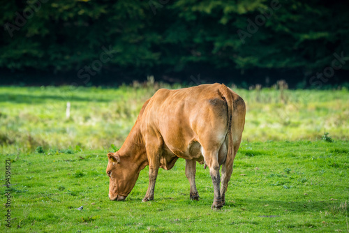 Cow alone on grass
