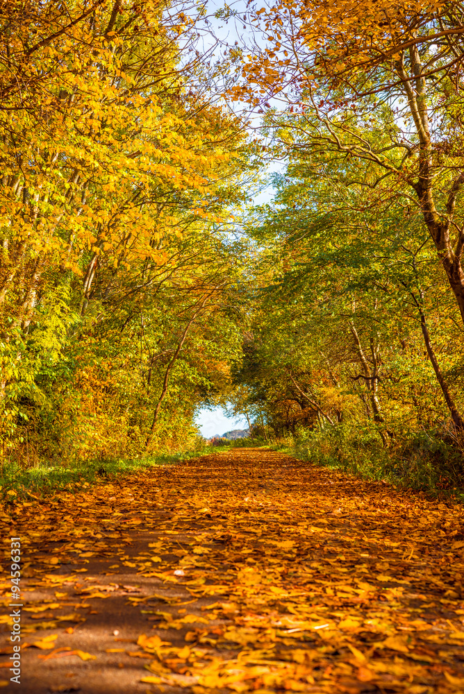 Naklejka premium Autumn leaves on a path