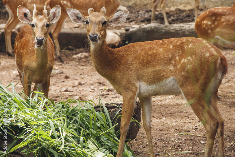 Spotted deer eating grass