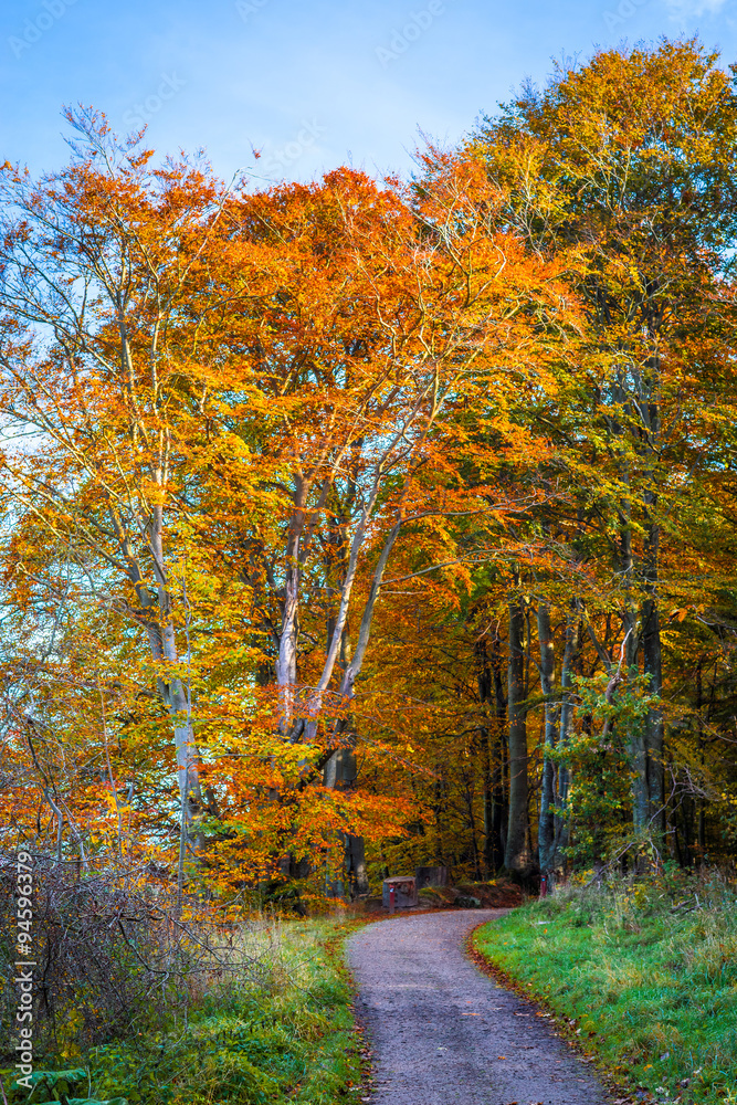 Obraz premium Nature trail going into a forest