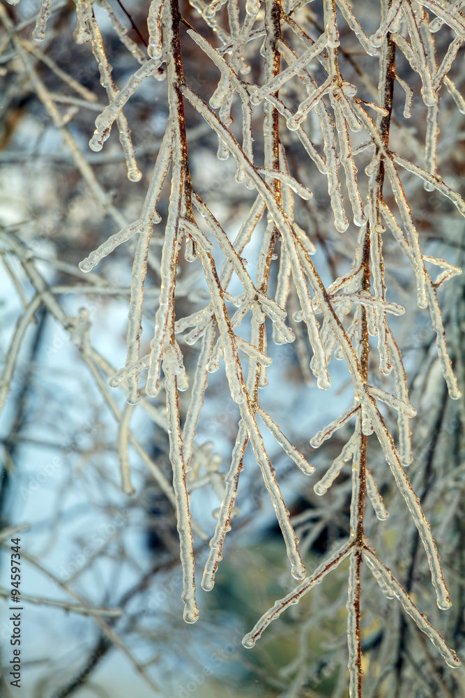 Fototapeta premium Frozen Tree after Icy Rain