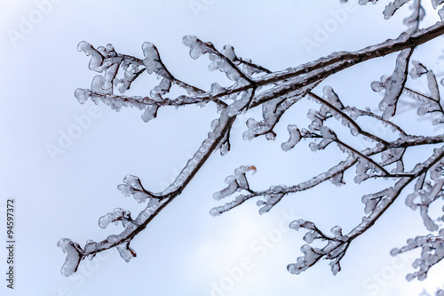 Frozen Tree after Icy Rain