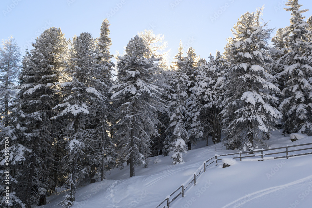 Sunset for the snow-covered forest Sunset for the snow-covered forest