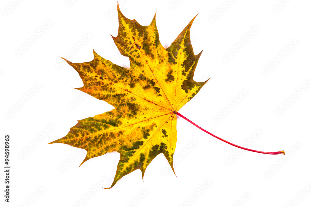Fototapeta premium Autumn maple leaf isolated on white background