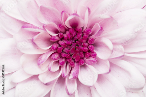 pink annealed Chrysanthemum