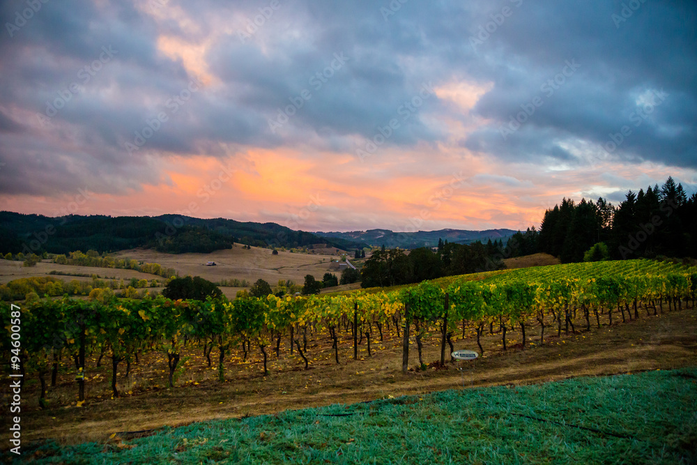 Fototapeta premium Winery Sunset Landscape with Colorful Sky