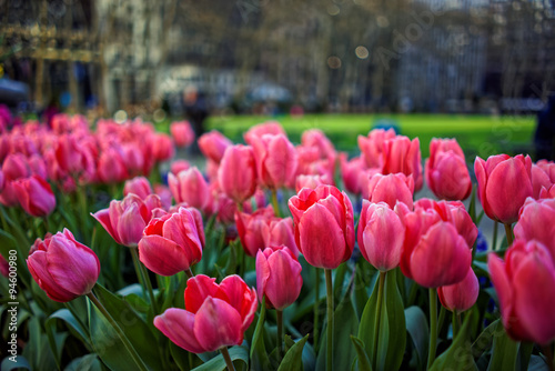 Fototapeta Naklejka Na Ścianę i Meble -  Vibrant pink tulips in bloom