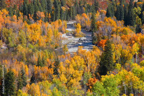 Canopy of autumn trees in the valley