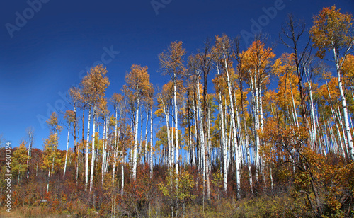 Tall colorful Aspen trees against blue sky