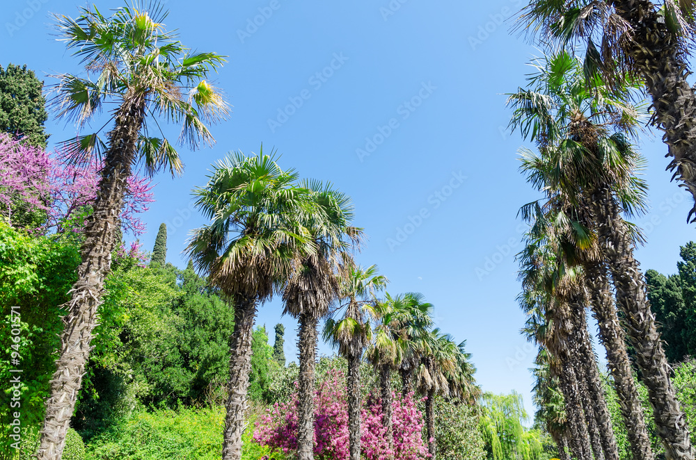 Fototapeta premium palms alley