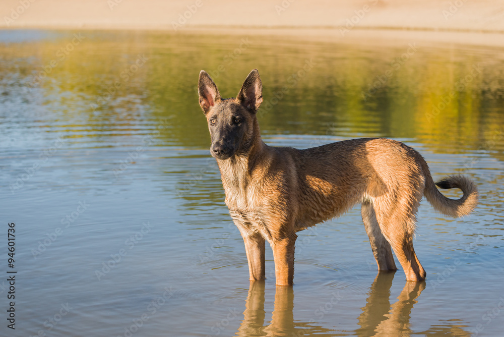 Belgian Malinois dog playing in the lake water Belgian Malinois dog playing in the lake water