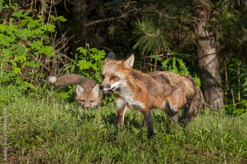 Red Fox Vixen (Vulpes vulpes) Stalked by Kit