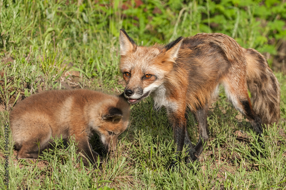 Red Fox Vixen (Vulpes vulpes) and Kit