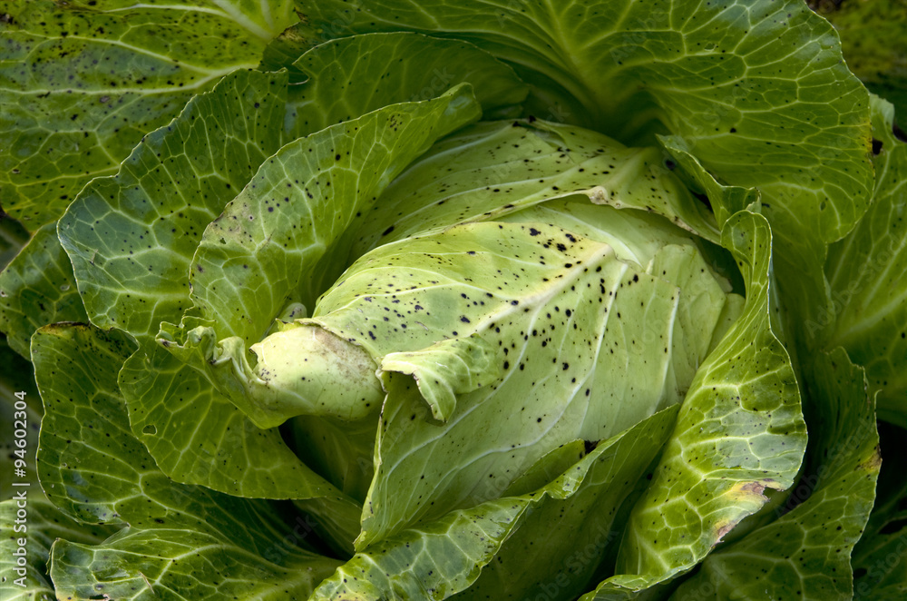Obraz premium White savoy cabbage (Brassica oleracea) in a field. Close up image.
