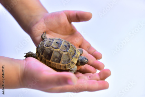 yavru kaplumbağa ve çocuk elleri
