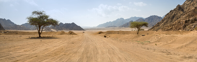 Poster Woestijnlandschap Eenzame weg met bomen Egypte  © sergejson
