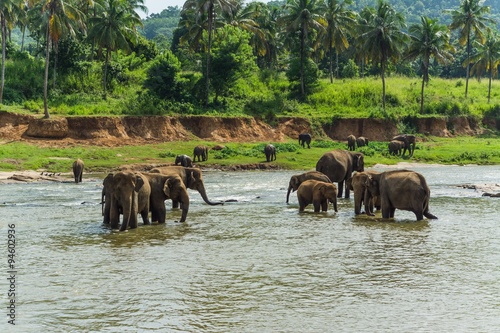 Canvas Print elephants in pinnawela sri lanka
