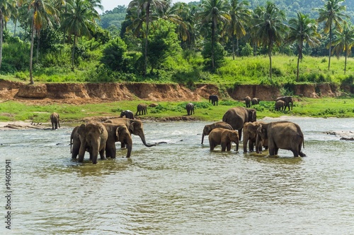Photography elephants in pinnawela sri lanka