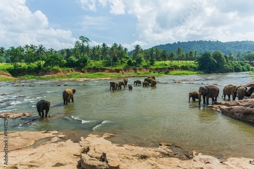 Canvas Print elephants in pinnawela sri lanka