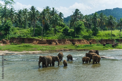 Photography elephants in pinnawela sri lanka
