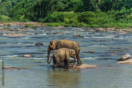 Photography elephants in pinnawela sri lanka