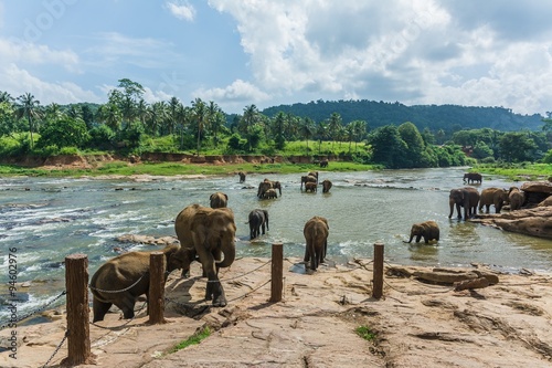 elephants in pinnawela sri lanka photo