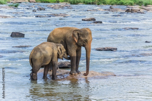 Photography elephants in pinnawela sri lanka