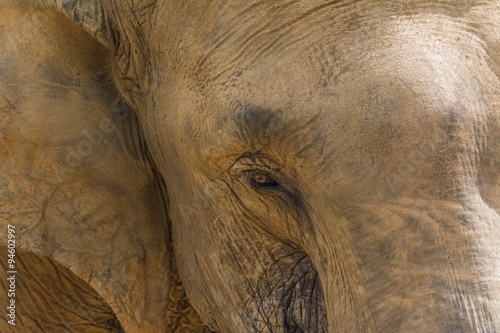 Canvas Print elephants in pinnawela sri lanka