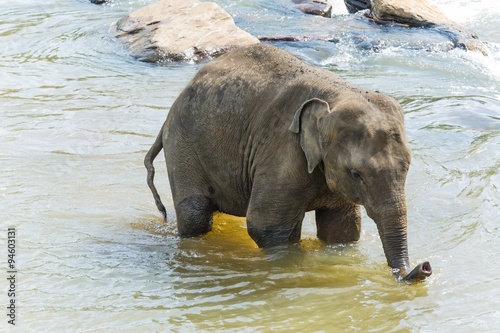 elephants in pinnawela sri lanka