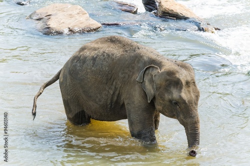 Canvas Print elephants in pinnawela sri lanka